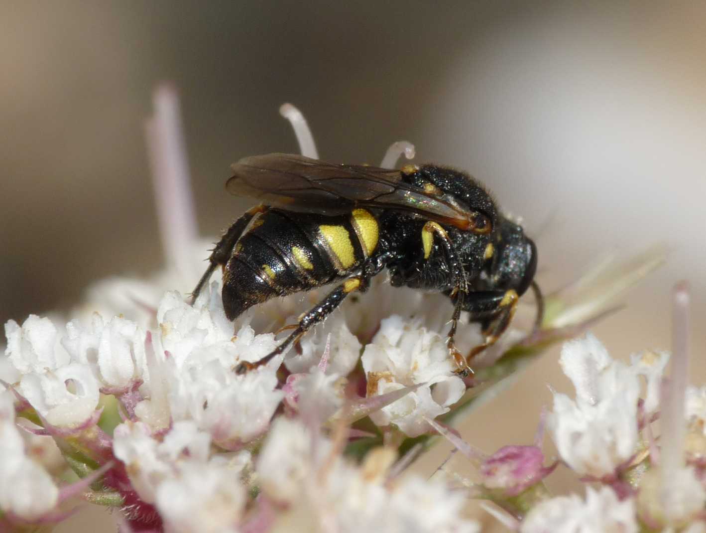 Oxybelus sp. (Crabronidae)